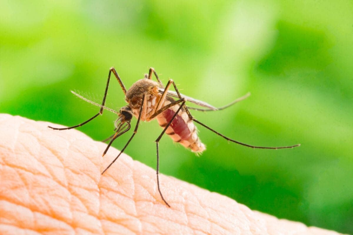 Here A List Of Quick And Easy Ways To Keep Mosquitoes Away