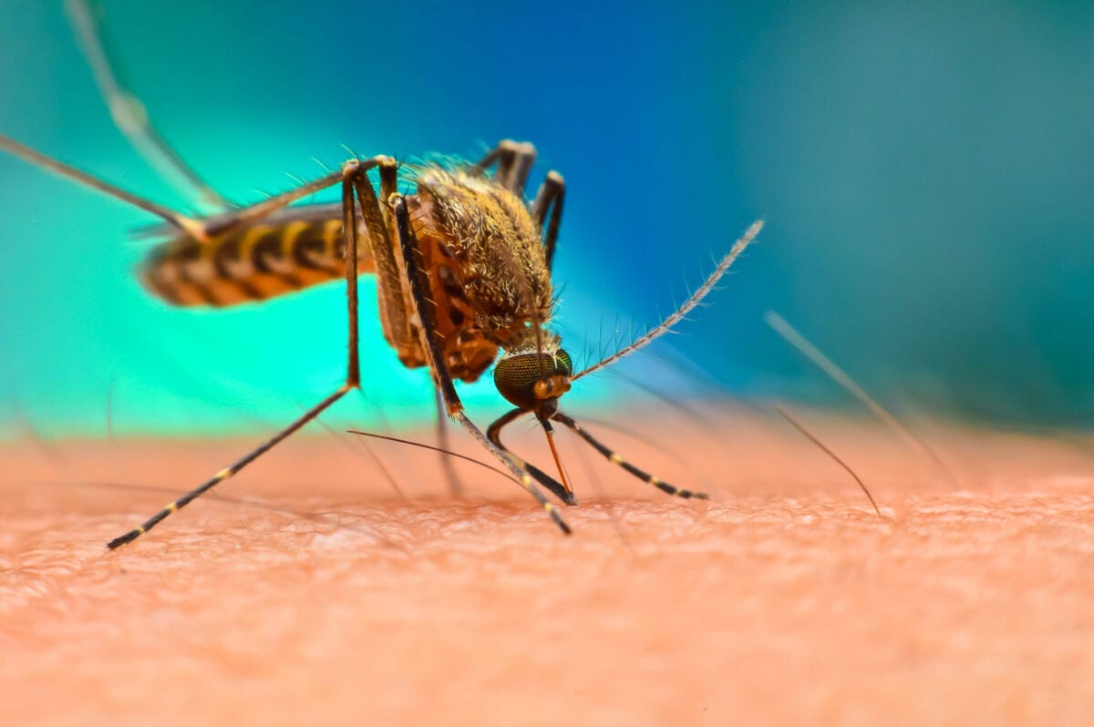 Here’s Why Some People Get Bit More By Mosquitoes Than Others