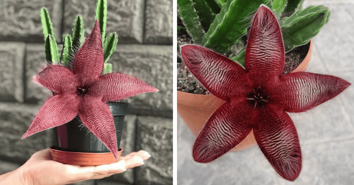 You Can Get Purple Succulents That Look Just Like A Starfish and I Need Some