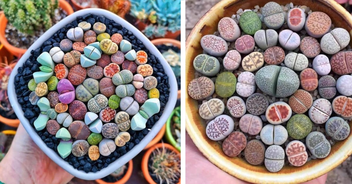 You Can Get Succulent Plants That Look Just Like Rocks In Your Garden And I Am Obsessed