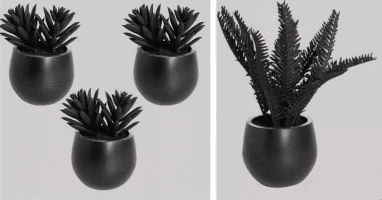 Target Is Selling $9 Black Succulent Plants and I Think I’m In Love