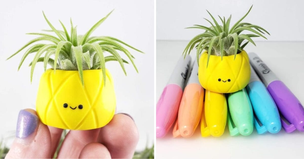 This Tiny Pineapple Plant Is The Cutest Thing I’ve Seen All Day and I Need One