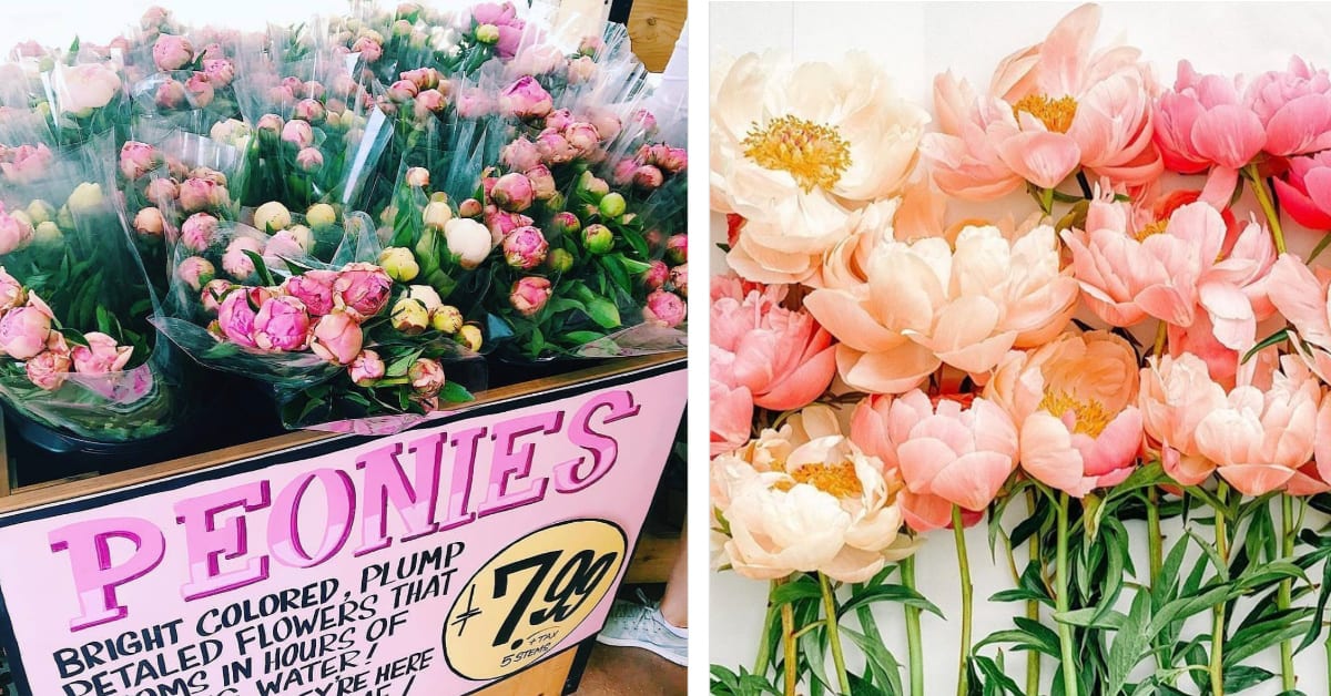 Trader Joe’s Has Restocked Their $8 Bunches of Pink Peonies and I’m On My Way