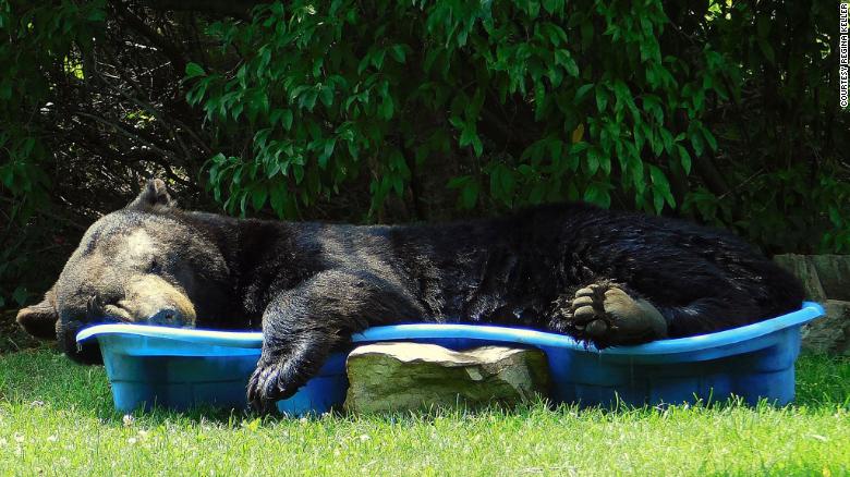 This Woman Found A Large Black Bear Relaxing In Her Pool and It’s The Cutest Thing Ever