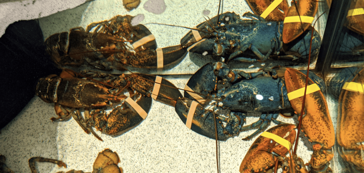 An Extremely Rare Blue Lobster Was Found At Red Lobster And It Is So Cool Looking