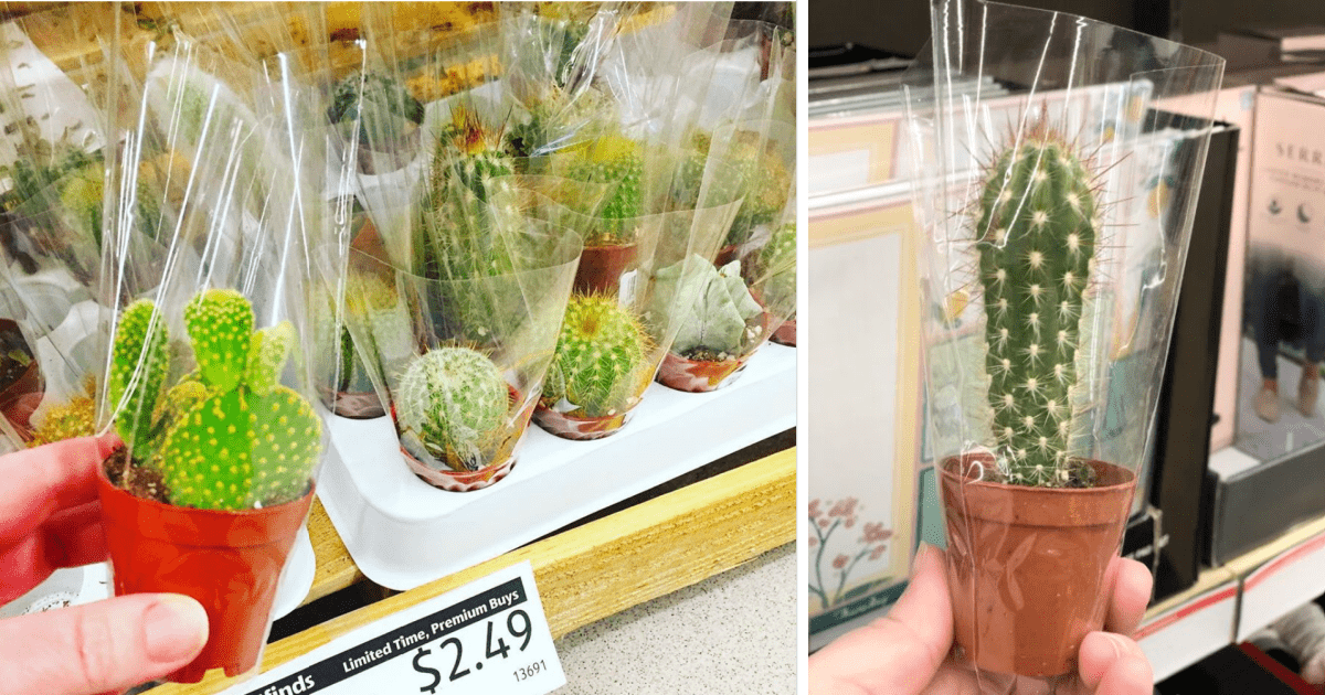 Aldi Has Mini Cacti For $2.50 And I Need Them All