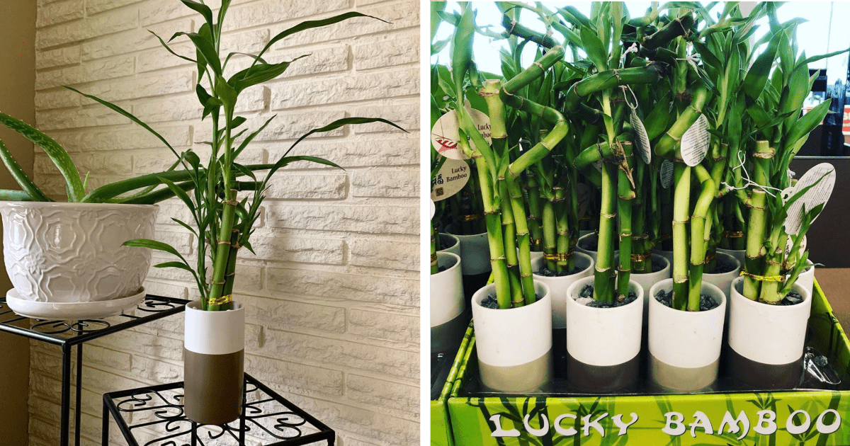 Aldi Is Selling $6 Lucky Bamboo Plants So We Can All Bring A Little Luck Into Our Lives