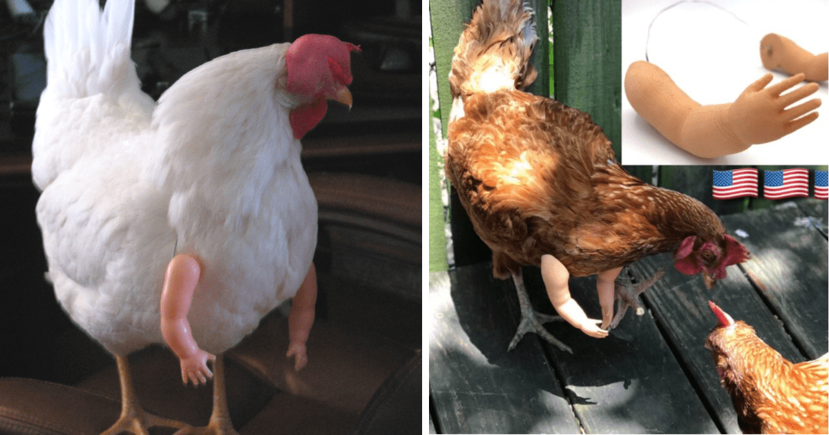 You Can Get Tiny Arms For Your Chickens Because, Why Not?