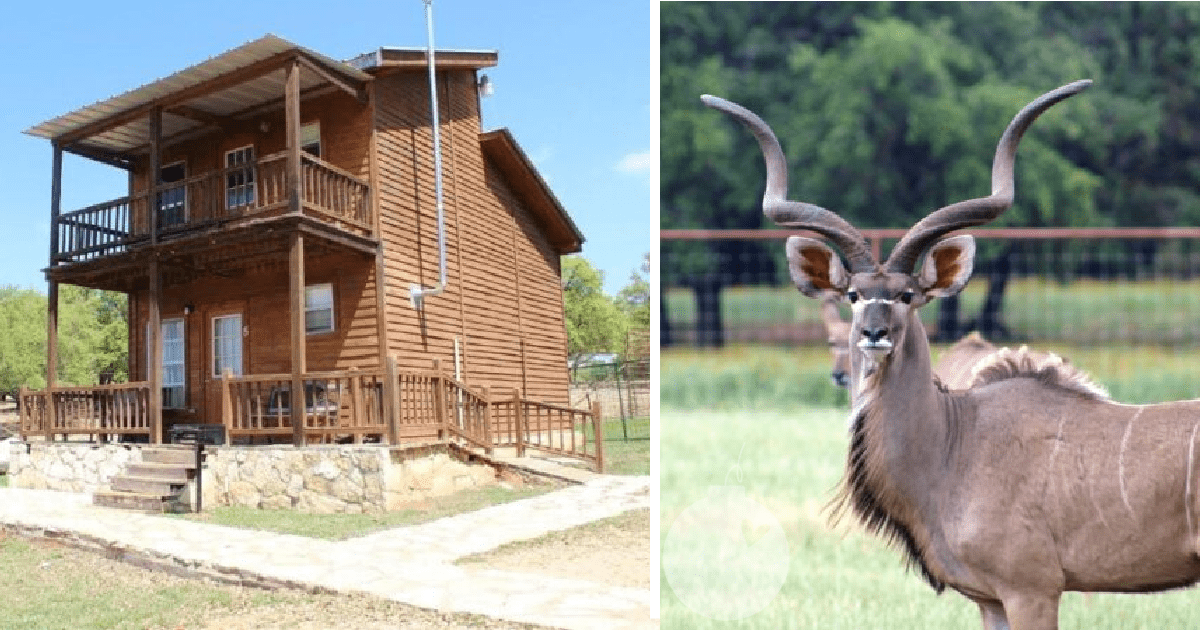You Can Stay In Cabins In The Middle Of An Exotic Animal Zoo and I’m Packing My Bags