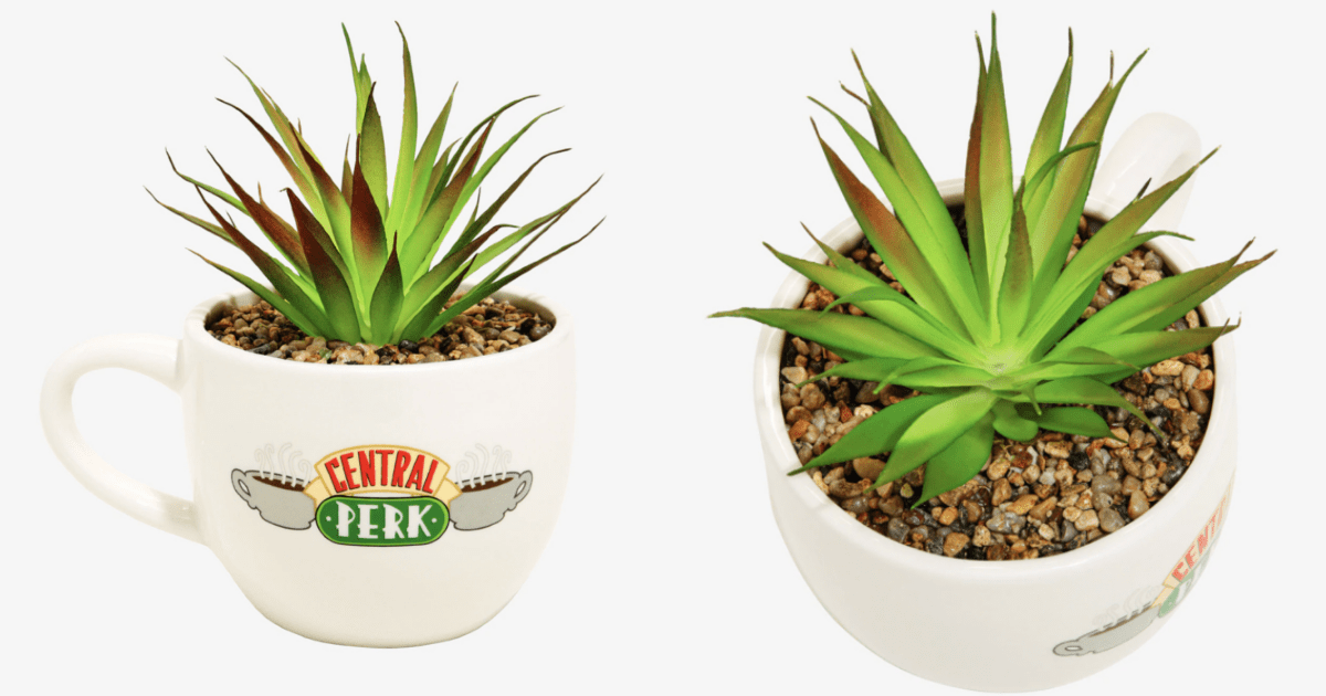 You Can Get A Faux Central Perk Succulent For The Person Who Loves ‘Friends’