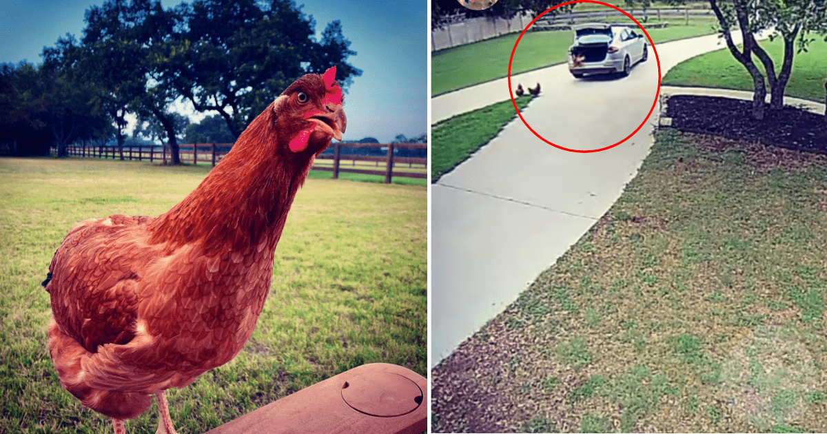 This Chicken Jumped Into A Delivery Drivers Trunk Without Him Knowing and Went on An Adventure Of A Lifetime