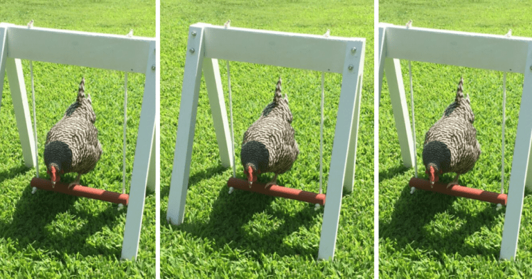 You Can Get Your Chicken A Tiny Swing Set So They Can Have Fun In The Sun