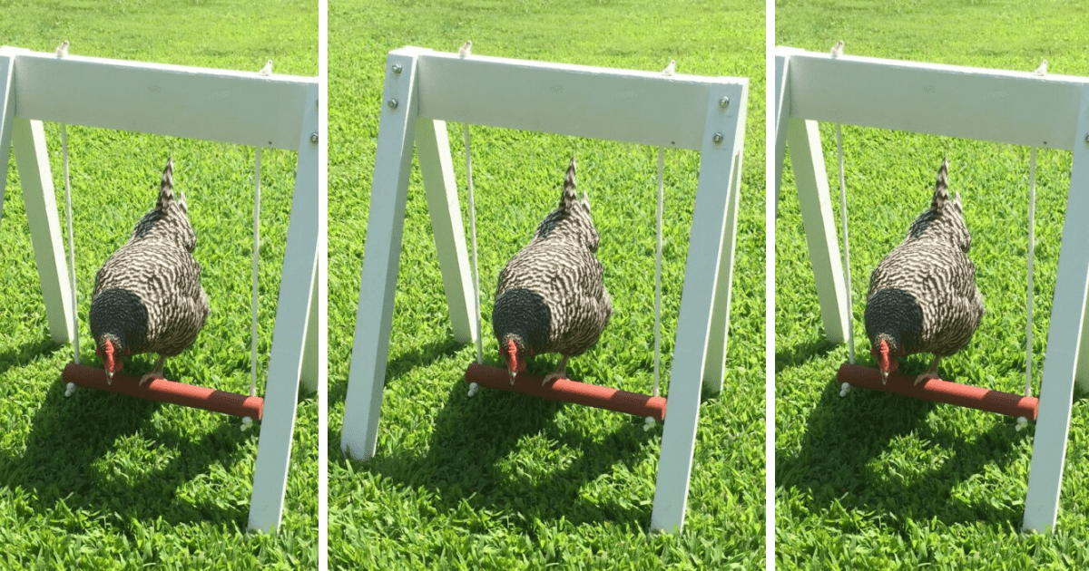 You Can Get Your Chicken A Tiny Swing Set So They Can Have Fun In The Sun