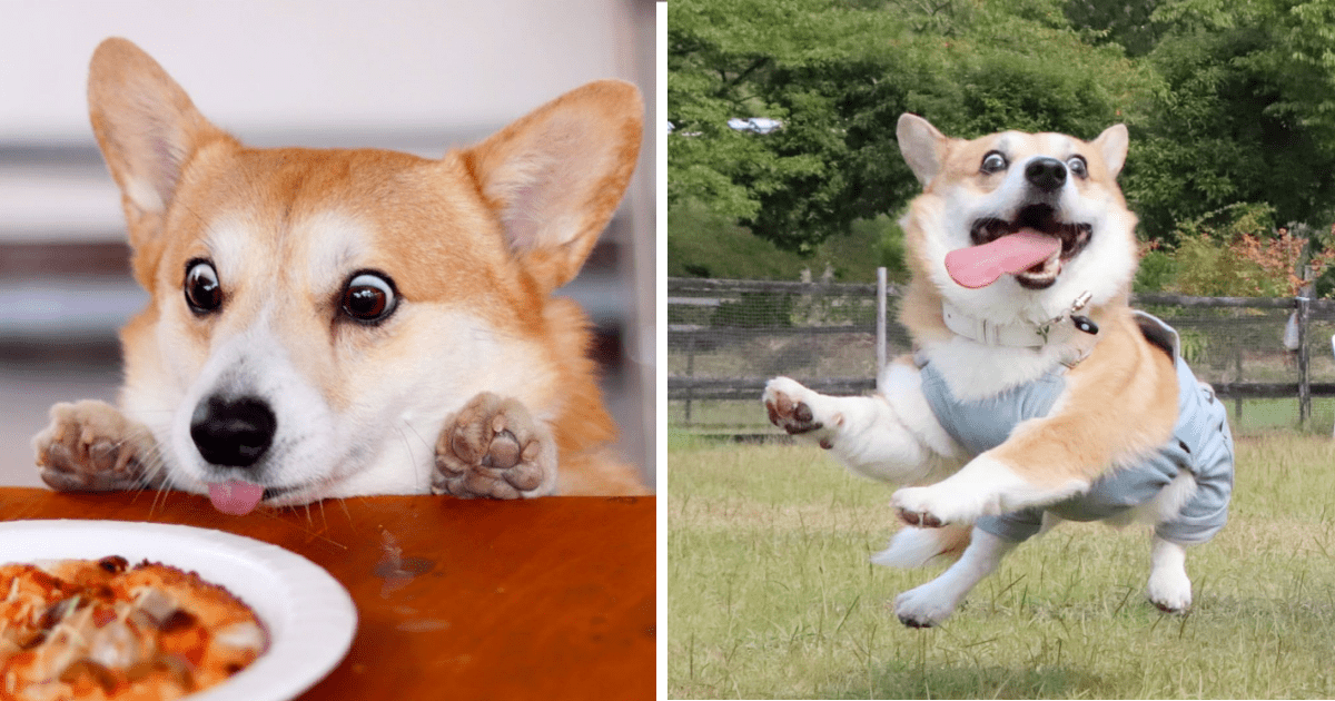 This Corgi Makes The Most Hilarious Facial Expressions and He Just Made My Day