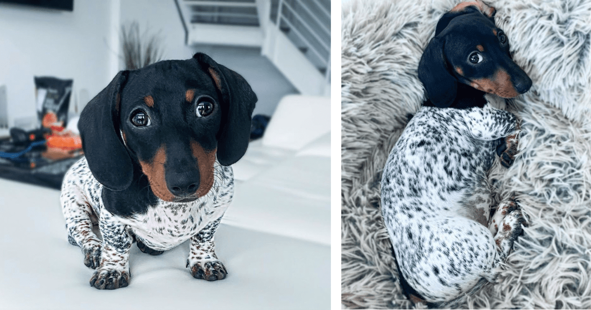 This Adorable Dachshund Looks Like He Has The Body Of A Cow And He’s Appropriately Named ‘Moo’