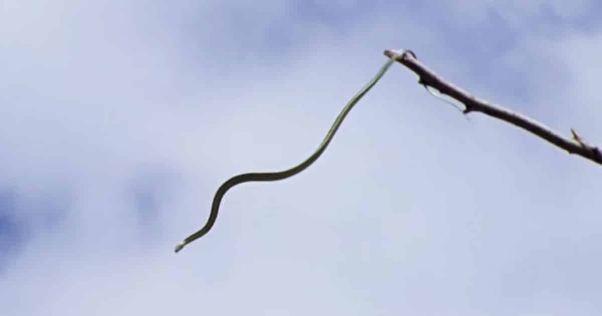 Apparently, Flying Snakes Are Now A Thing And I’m Never Leaving My House Again