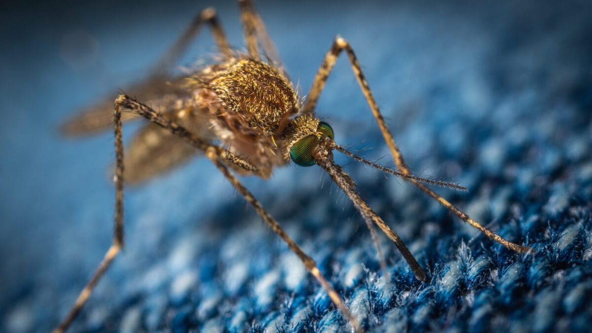 As If 2020 Wasn’t Bad Enough, 750 Million Genetically Engineered Mosquitoes Have Been Approved For Release In Florida