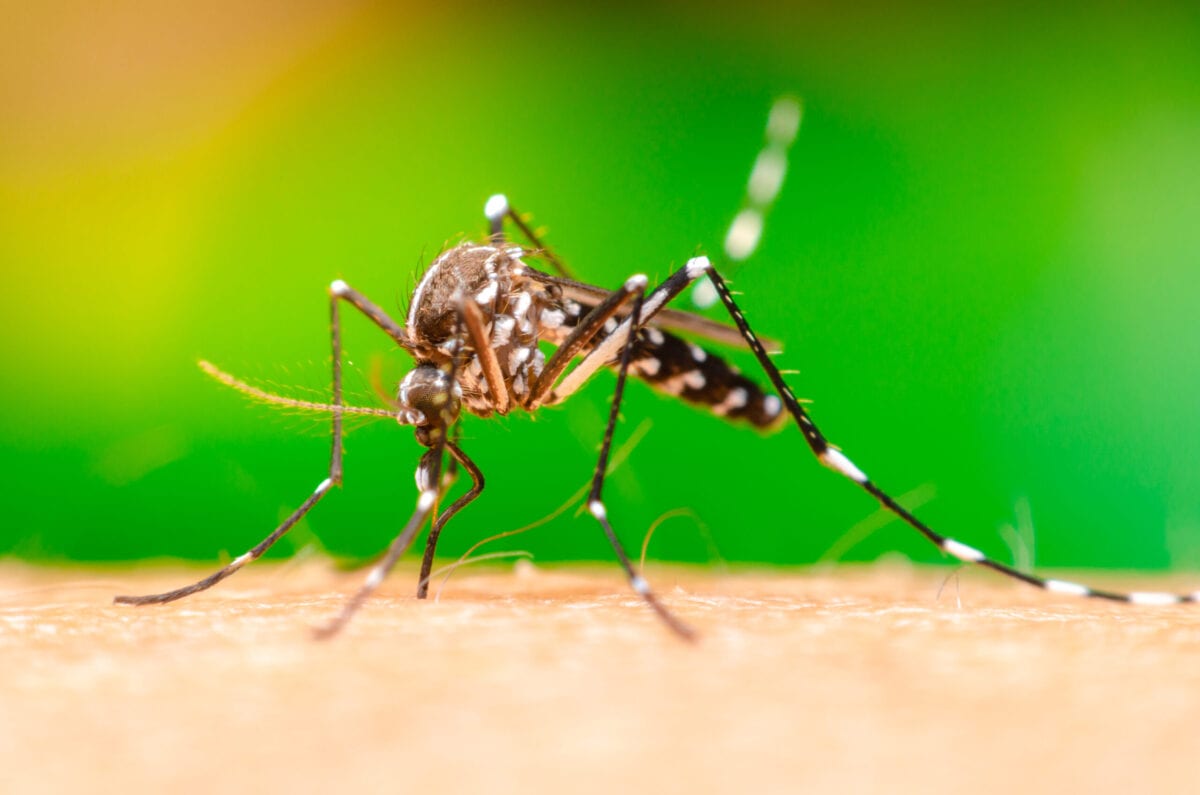 Turns Out, Mosquitoes Can Carry A Rare But Severe Virus That Causes Brain Swelling