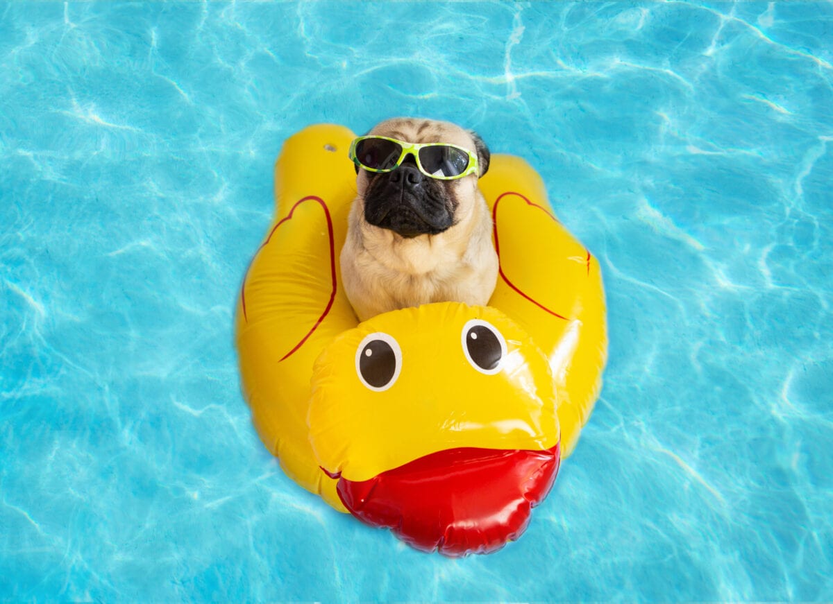 11 Ways To Keep Your Pet Cool During The Summer