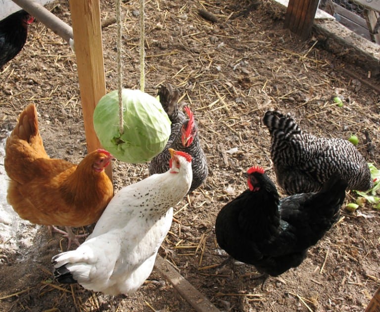 Here’s How You Make A Hanging Cabbage Treat For Your Chickens To Keep Them Entertained