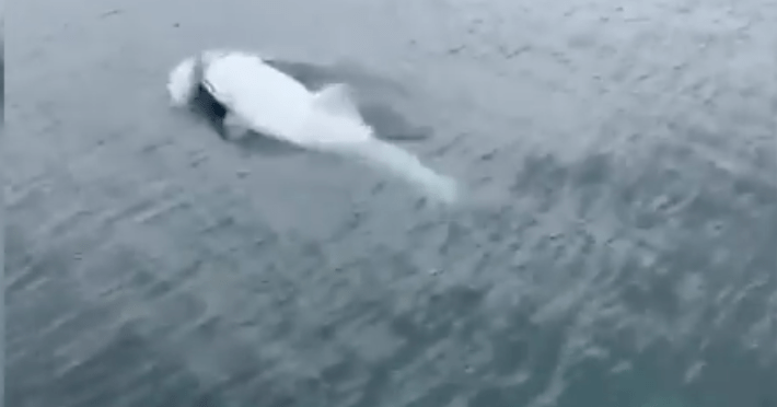 A Rare White Killer Whale Was Spotted Near Alaska and It Is Beautiful
