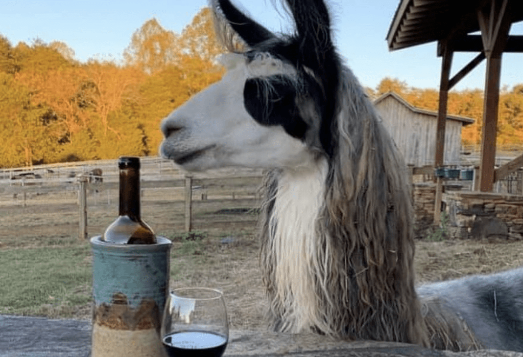 You Can Visit A Vineyard That Lets You Hike With Llamas Before Wine Tasting and I’m Packing My Bags