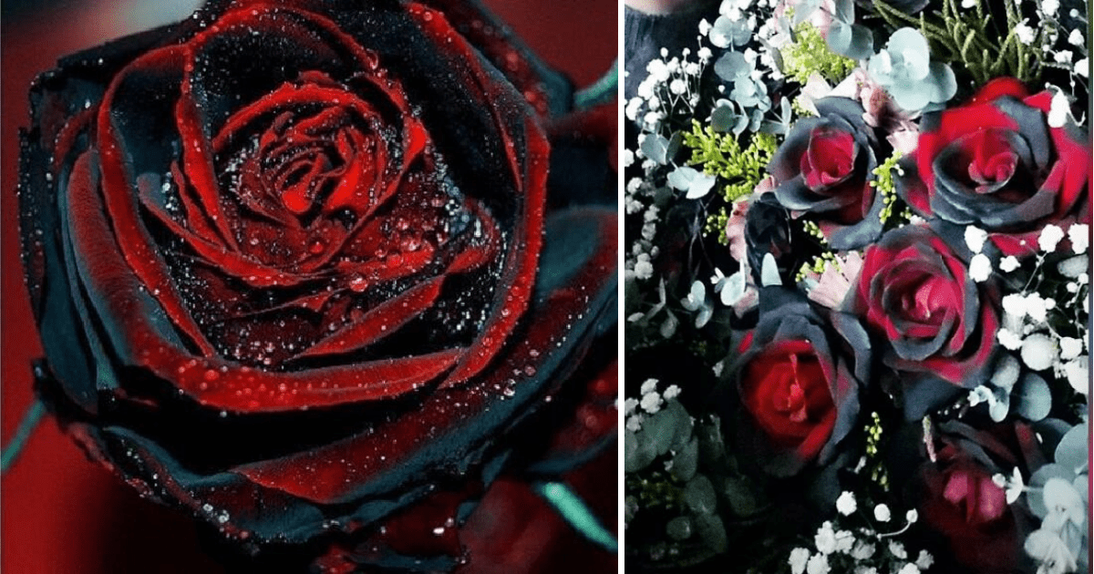 You Can Plant True Blood Rose Bushes That Give Off Dark and Gothic Vibes In Your Garden
