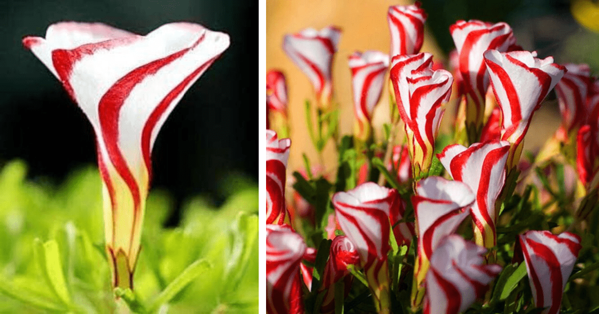 You Can Get Candy Cane Flowers For The Most Festive Garden Around and I Love Them