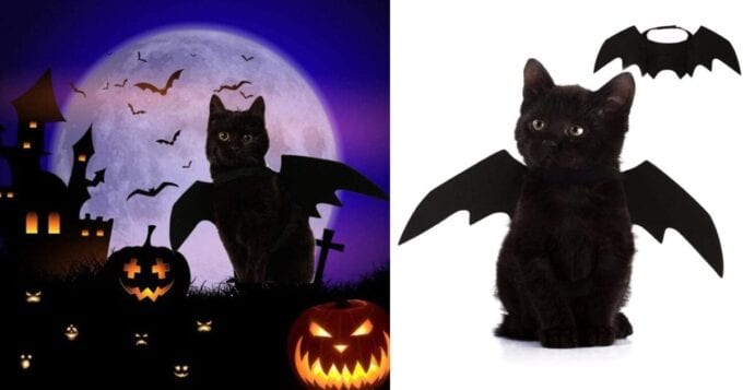You Can Get A Halloween Costume That’ll Turn Your Cat Into A Bat and It’s Freakishly Adorable