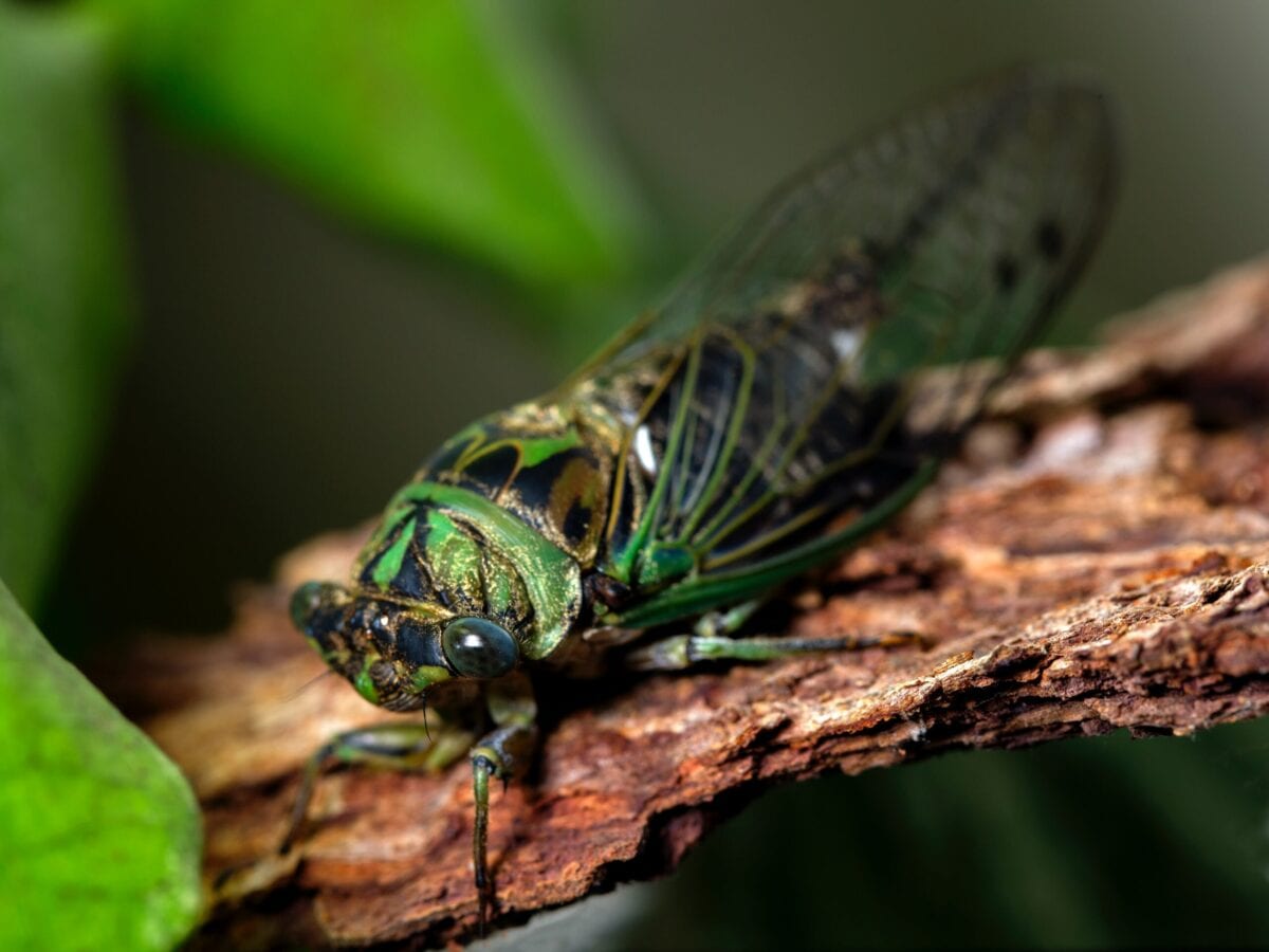 ‘Zombie Cicadas’ Are A Thing and Have Arrived In The U.S. Because 2020 Has No Chill
