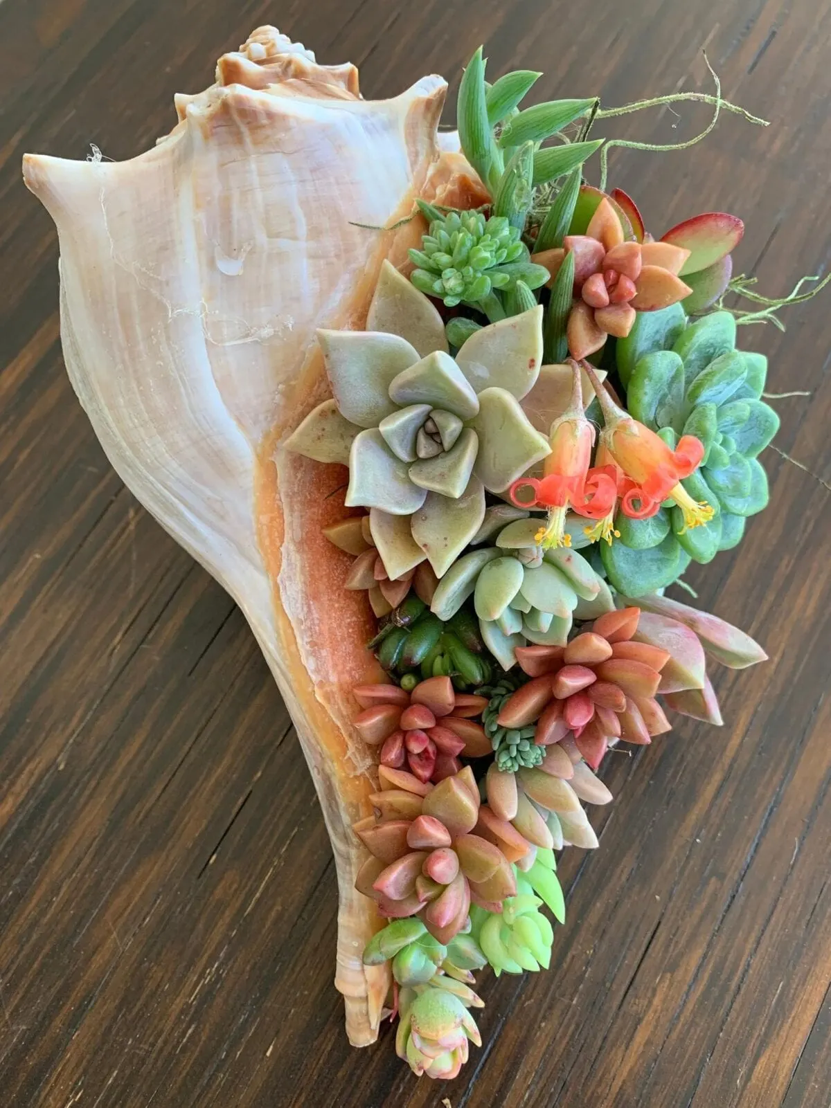 Succulent Seashell