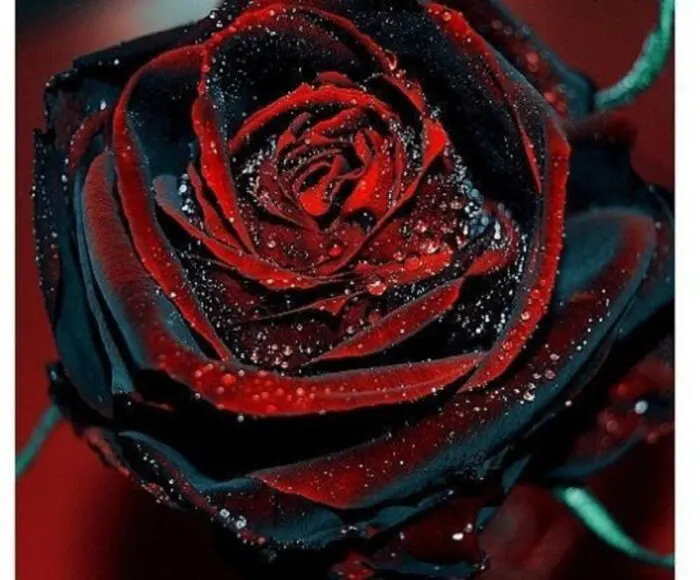 bleeding black rose wallpaper