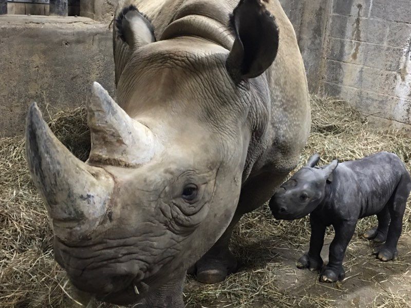 The Cincinnati Zoo Shared Photos of Their New Baby Rhino And It’s Cuteness Overload