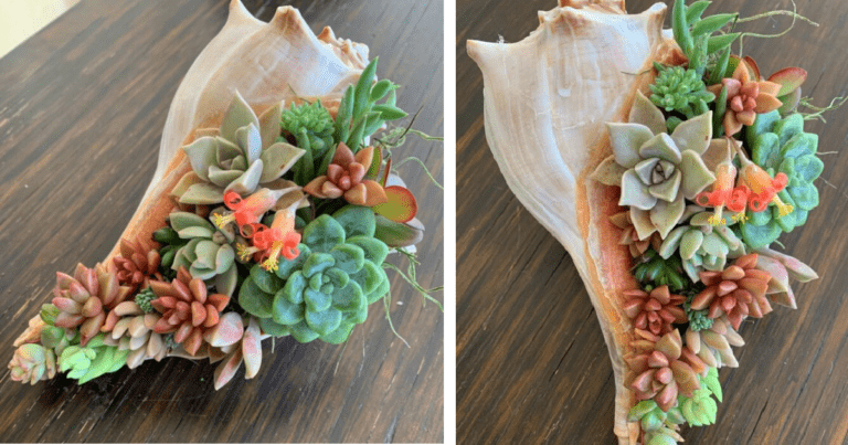 You Can Get A Seashell Succulent Planter And It Is Gorgeous