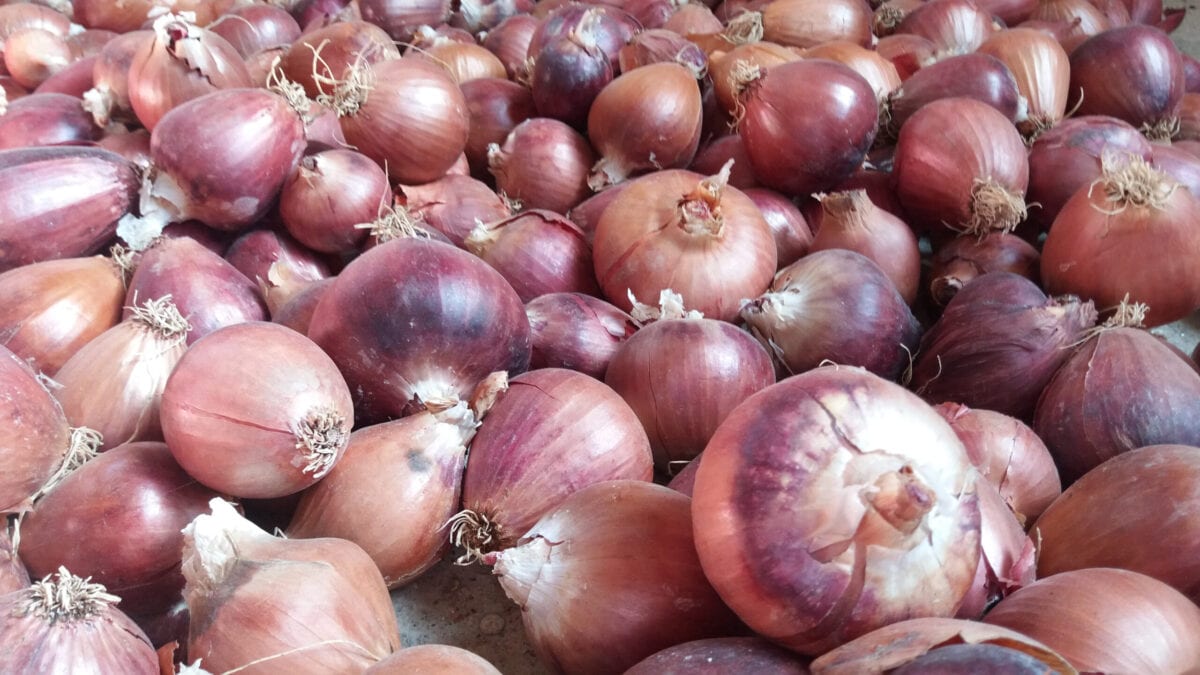 Red Onions Have Been Linked To A Salmonella Outbreak That Has Made Nearly 400 People Sick