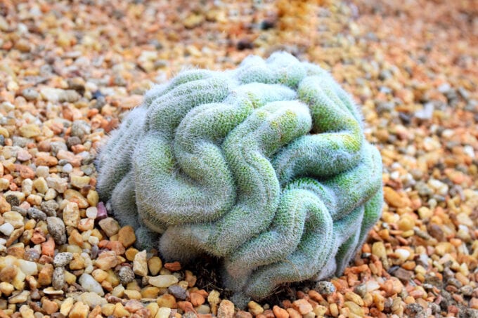 ‘Brain Succulents’ Exist and I’m Planting Some For Halloween