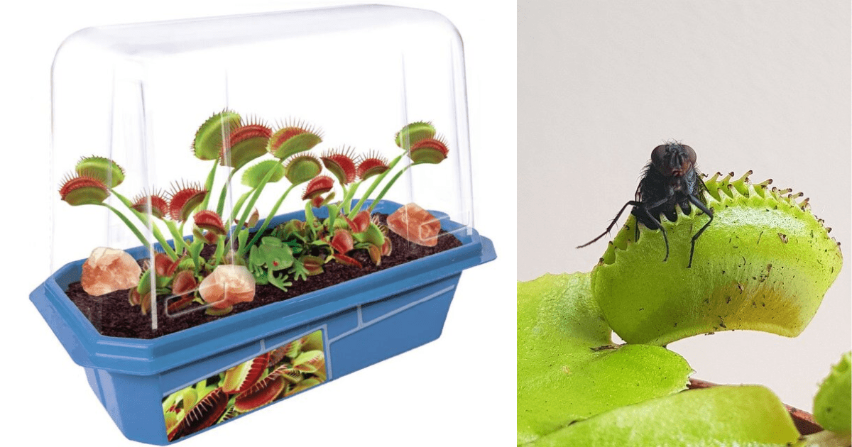 Home Depot Is Selling A Venus Fly Trap Kit So You Can Grow Your Own Bug Eating Plants At Home