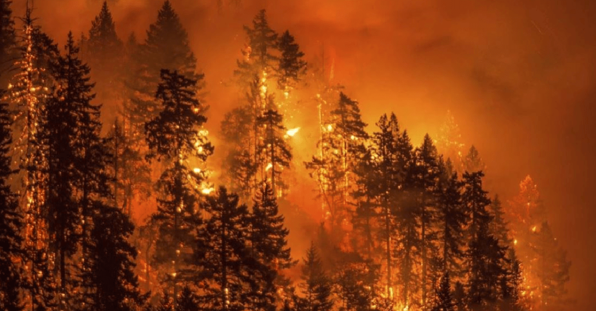 Here Is What You Can Do To Help With The West Coast Wildfires