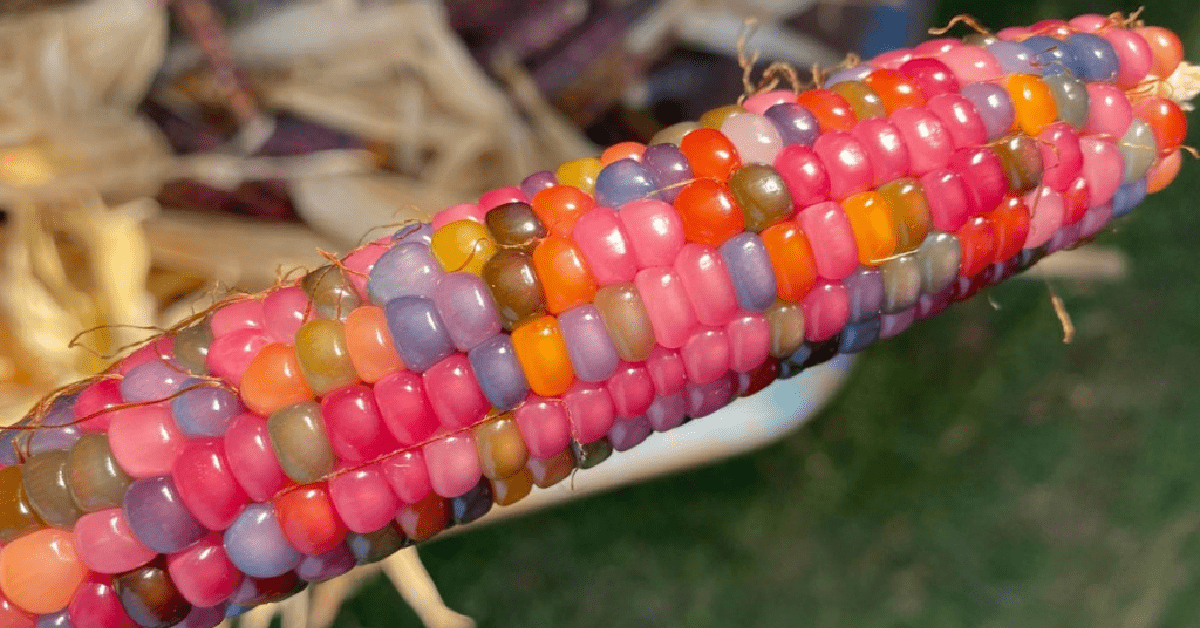 You Can Grow Rainbow Colored Corn And It Is Something I Didn’t Know I Needed Until Now