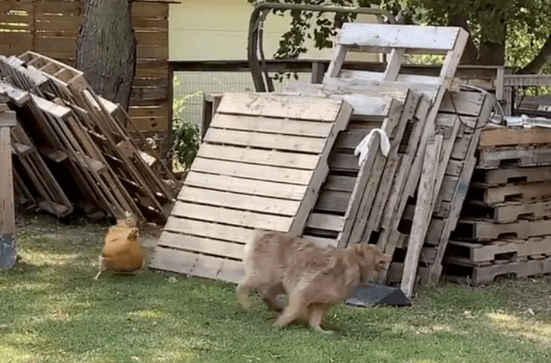 You Can Watch This Rooster And Dog Play A Game Of Tag And I’m Dying Laughing