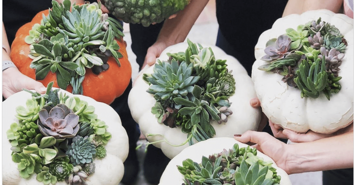 Succulent Pumpkins Are This Year’s Hottest Fall Trend And I Love It