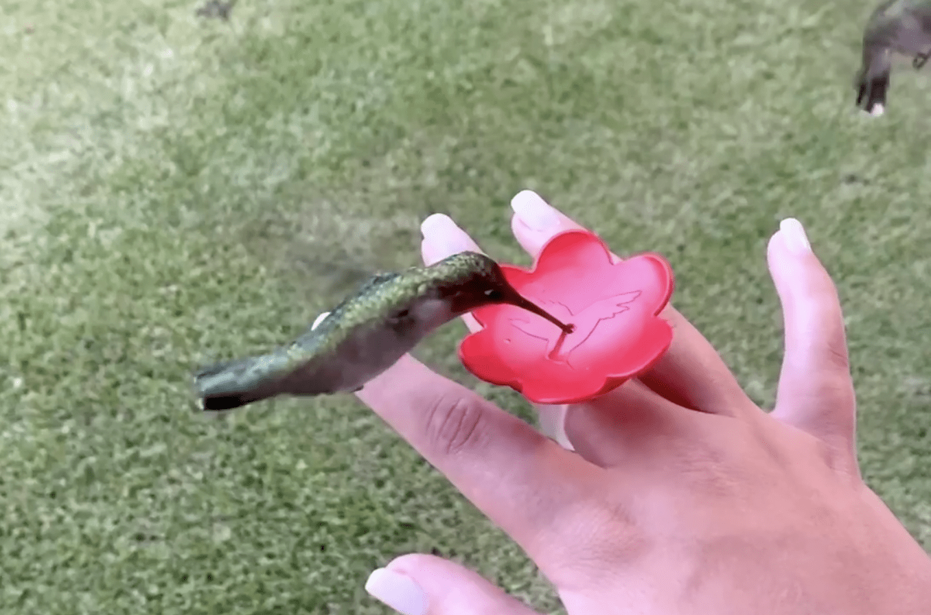 This $5 Flower Ring Allows You To Feed Hummingbirds From Your Hand and It’s The Best Money I’ve Ever Spent