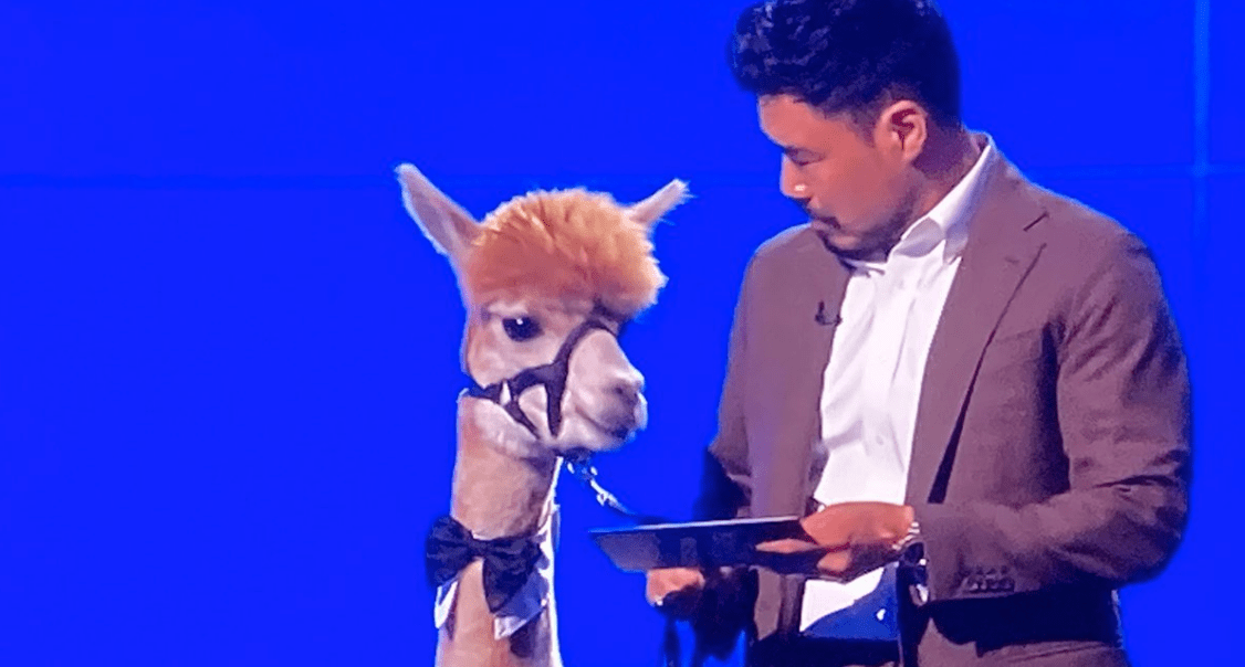 Randall Park Presenting With An Alpaca Is The Most Relatable Thing To Happen In 2020