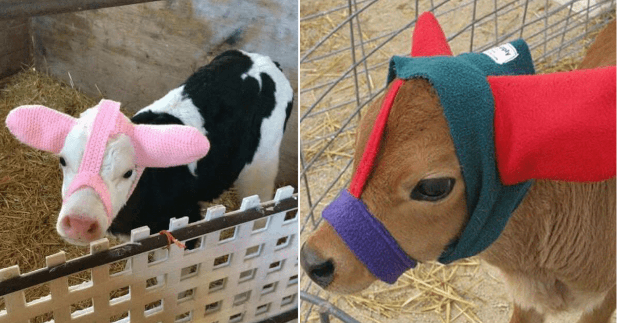 COW Wool Leg Warmers O/S NEW NWT $29.99 Farm Animal Steer HANDMADE IN NEPAL