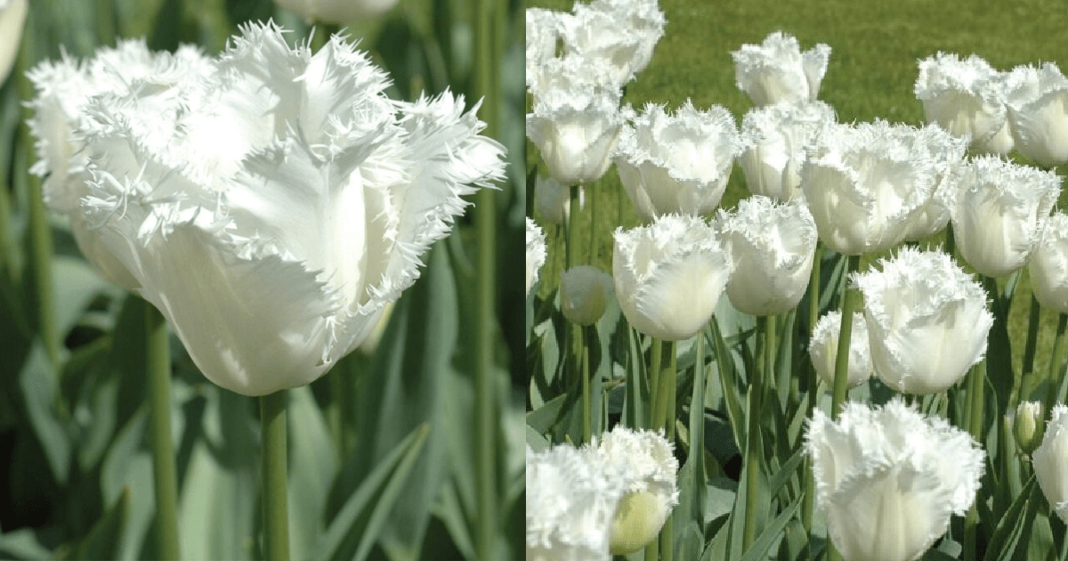You Can Plant ‘Honeymoon Tulips’ That Are Pure White With Fringe Petals And They Are Gorgeous