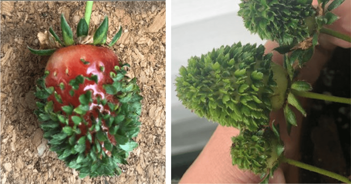 I Just Learned That Strawberries Can Sprout Green Leaves From Their Seeds And I Can’t Unsee It