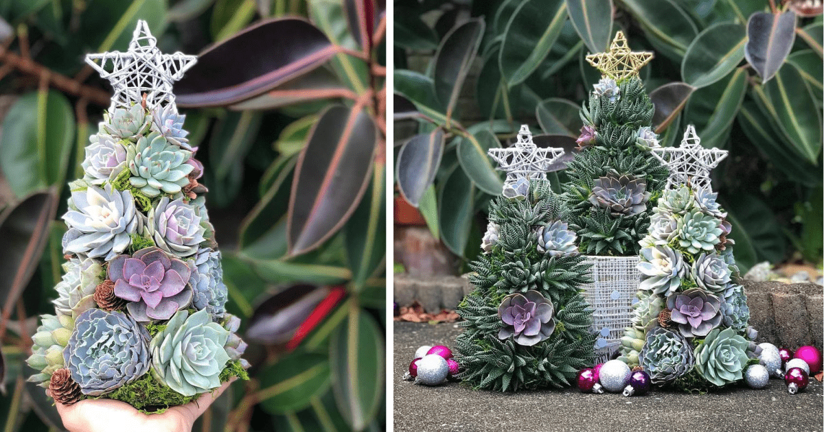 Succulent Christmas Trees Are This Year’s Hottest Holiday Trend