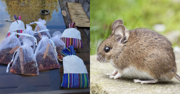 Here’s How To Make All-Natural Sachets To Keep The Mice Away