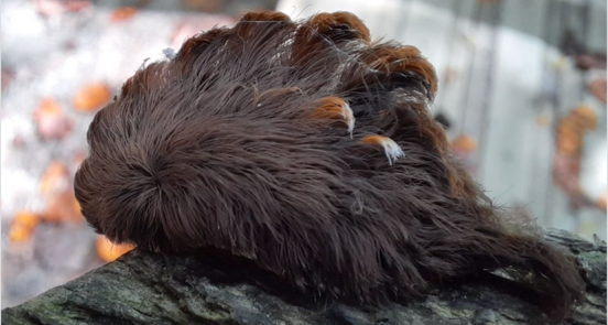 This Caterpillar Looks Like It’s A Bad Toupee But It’s Actually Quite Venomous