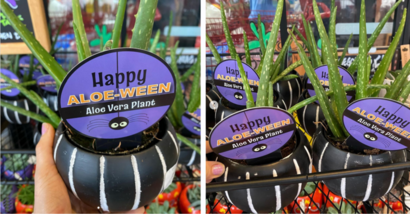 Trader Joe’s Is Selling $6 Halloween Aloe Vera Plants That Come In A Beetlejuice Looking Container